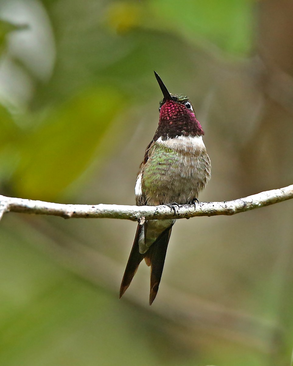 Amethyststernkolibri - ML183512441