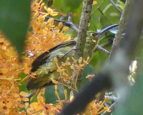 Yellow-eared Spiderhunter - ML183512521