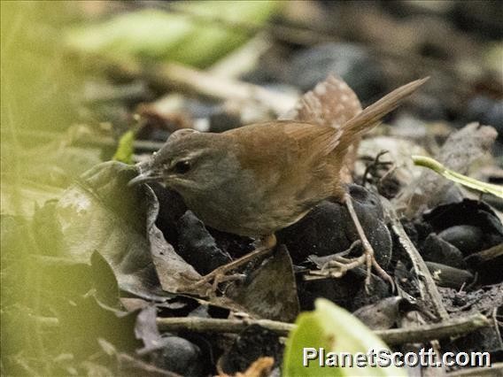 Sulawesi Bush Warbler - ML183512681