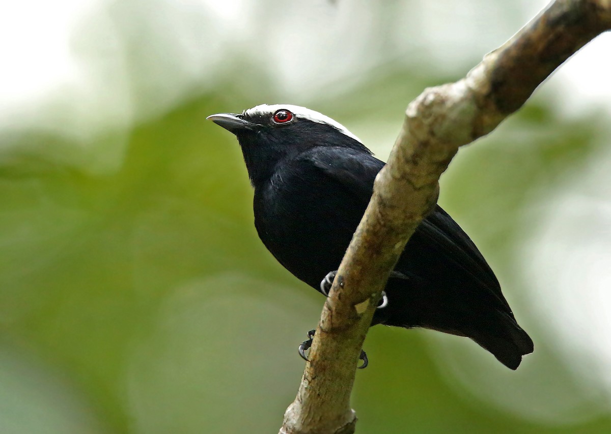 White-crowned Manakin - Roger Ahlman