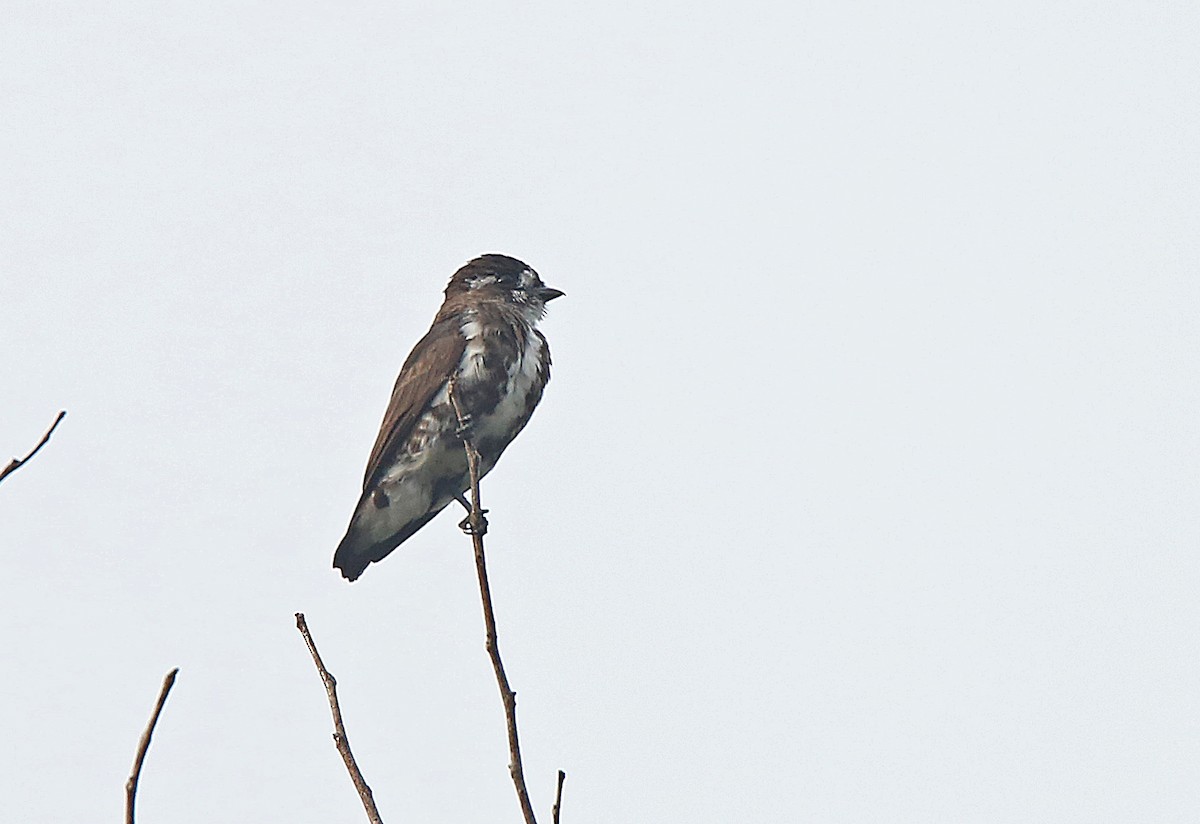 White-browed Purpletuft - ML183512711