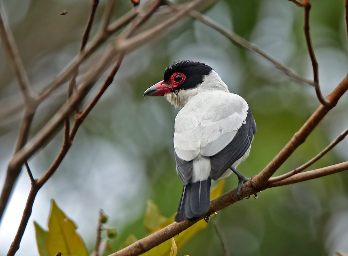 Black-tailed Tityra - ML183512771