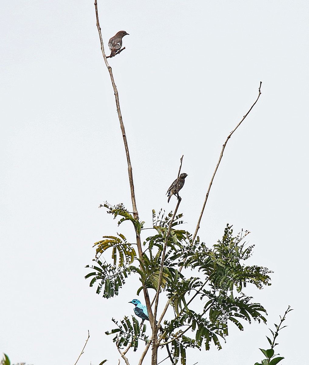 Purple-breasted Cotinga - ML183514121