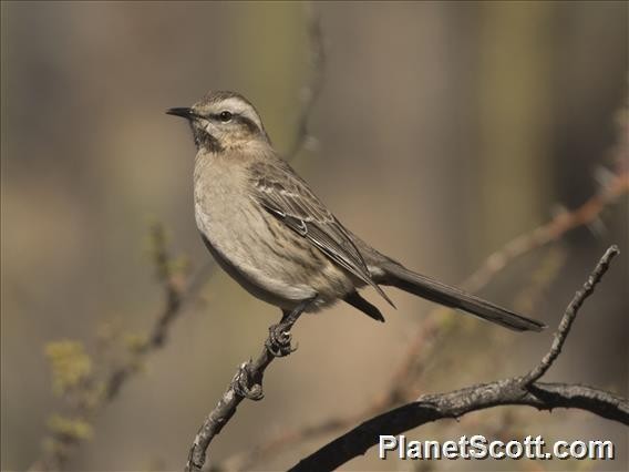 Chilean Mockingbird - ML183514341