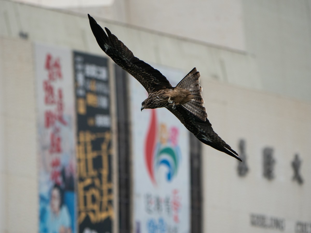 Black Kite - ML183514731