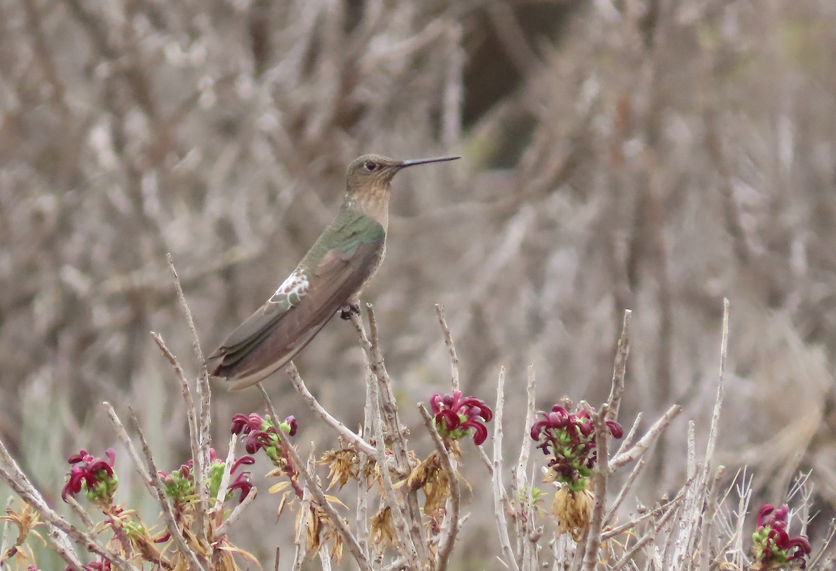 Giant Hummingbird - ML183515291