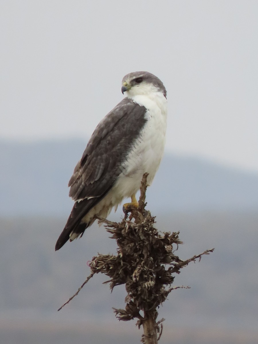 Variable Hawk (Red-backed) - ML183515431