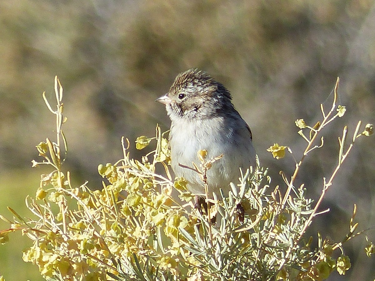 Brewer's Sparrow - Ben Jesup