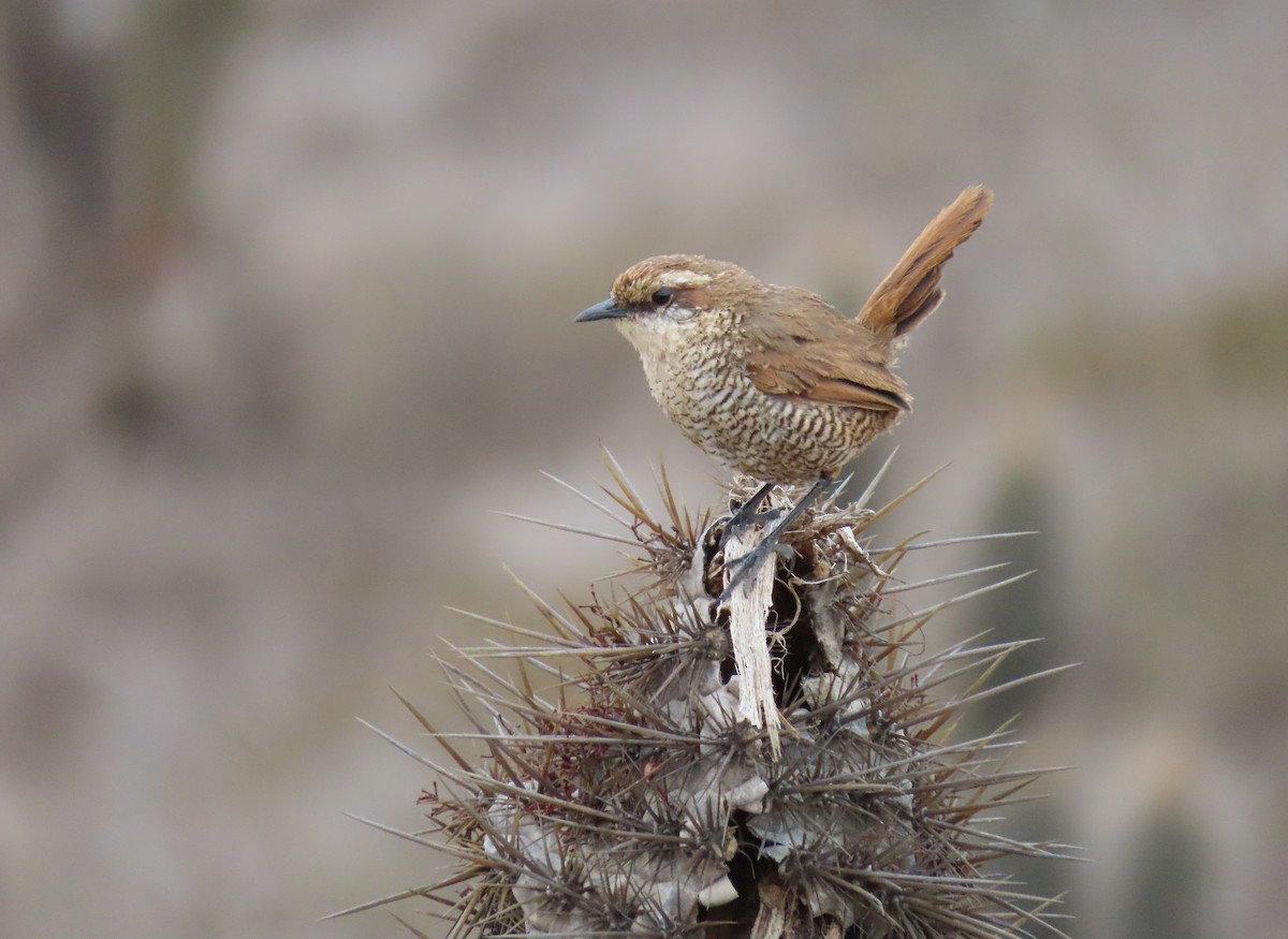 White-throated Tapaculo - ML183515481