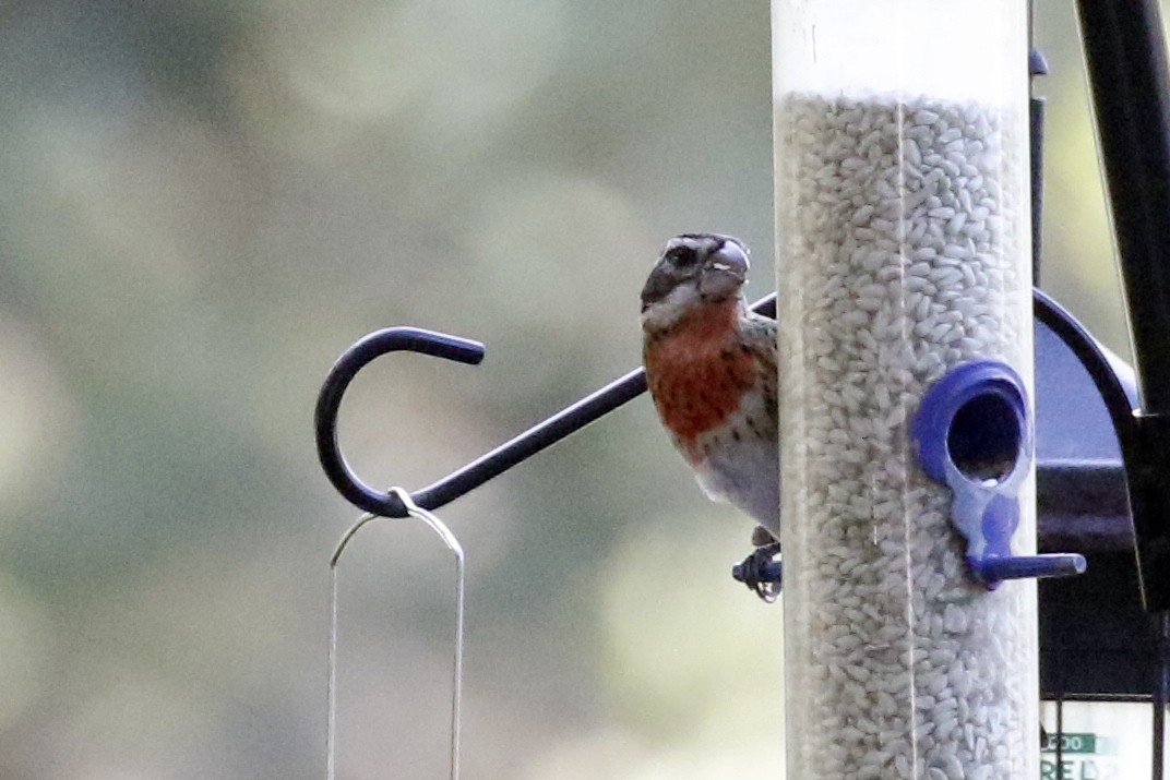 Rose-breasted Grosbeak - ML183516271