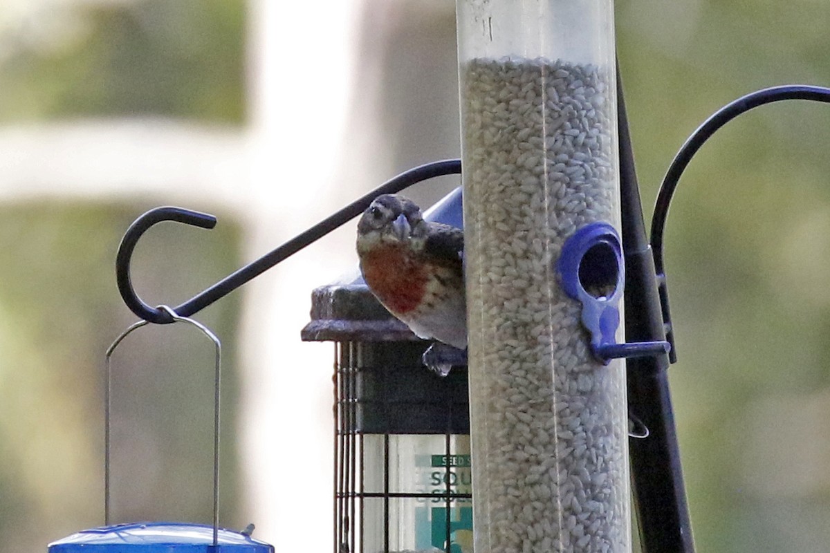 Rose-breasted Grosbeak - ML183516281