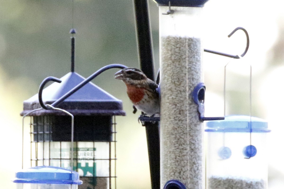 Cardinal à poitrine rose - ML183516291