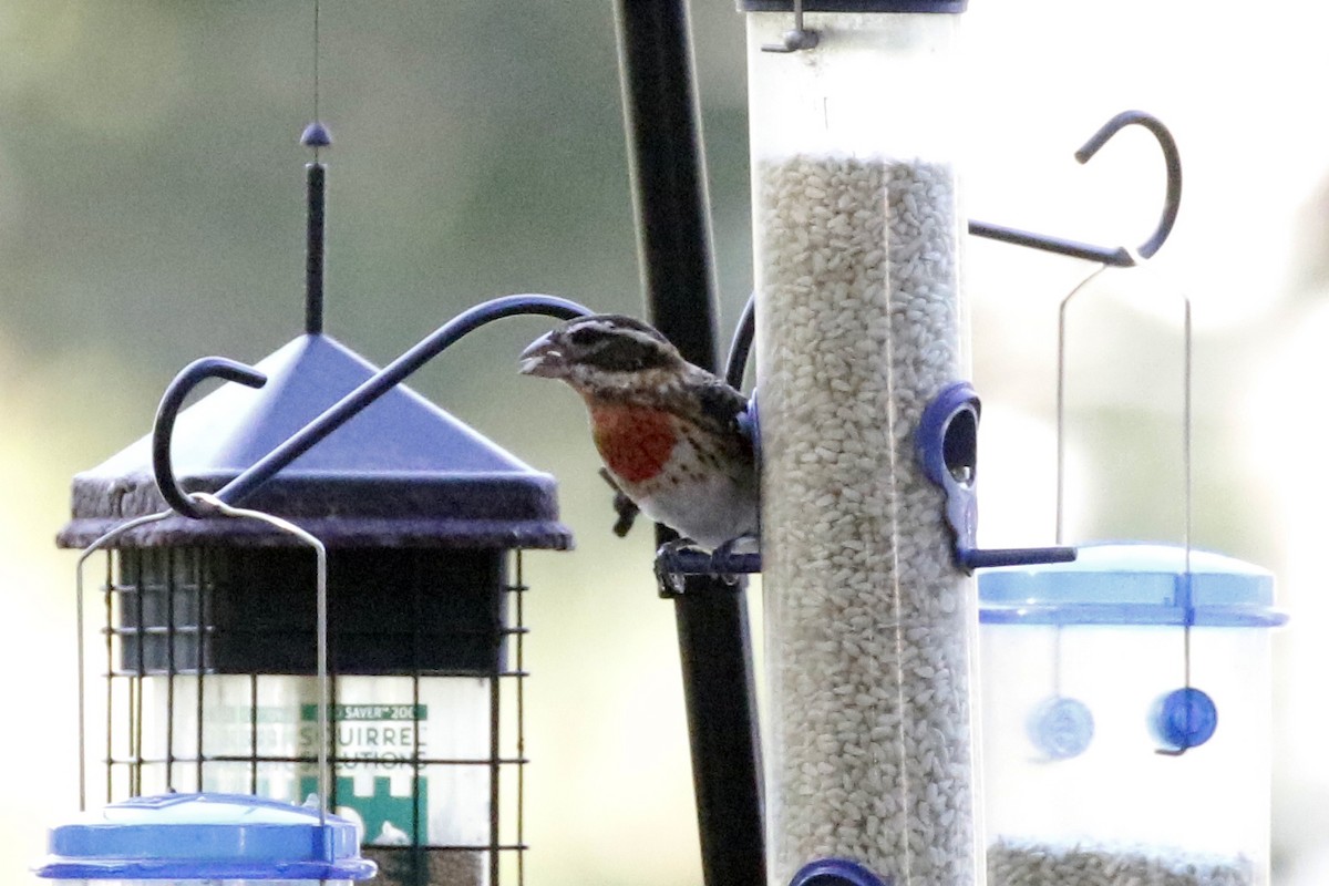 Rose-breasted Grosbeak - ML183516301