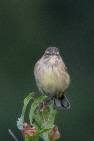 Palm Warbler (Western) - ML183518131