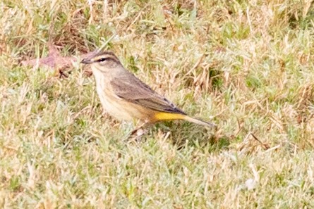 Palm Warbler (Western) - ML183518141