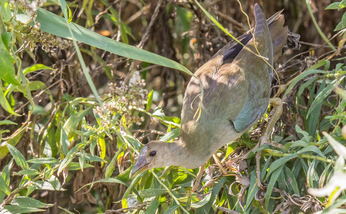 Purple Gallinule - Ed Wransky