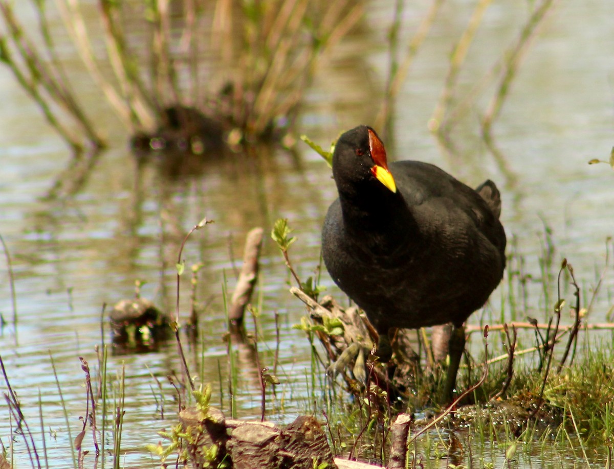 Red-fronted Coot - ML183518941