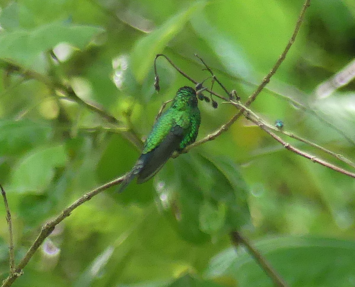 kolibřík cozumelský - ML183521061