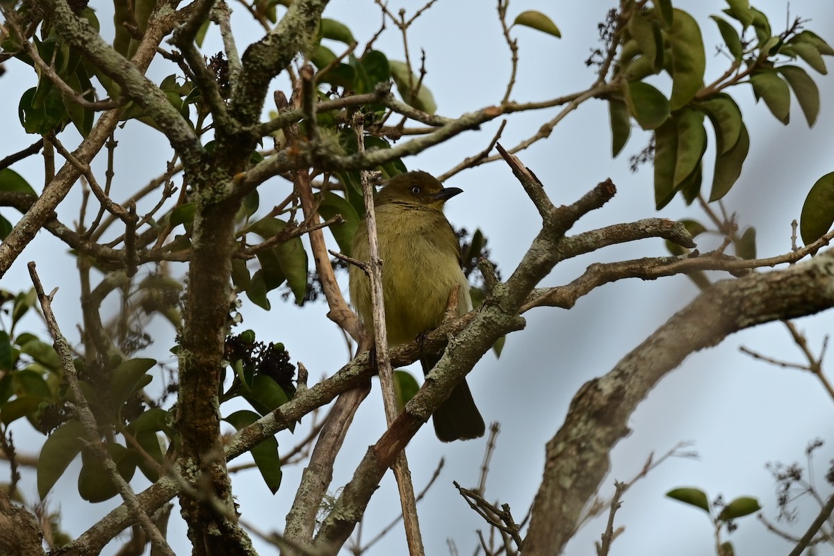 Bulbul de Zanzíbar - ML183521191