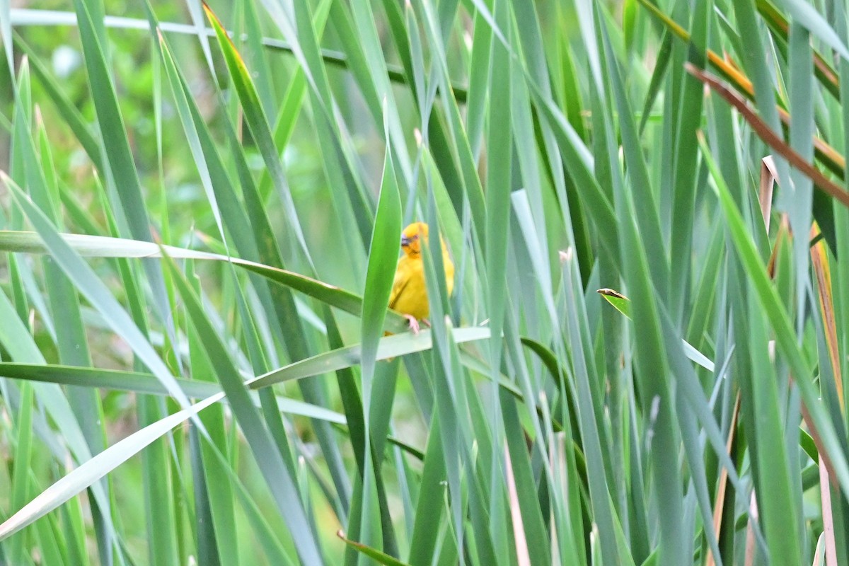 African Golden-Weaver - Michael Hyman