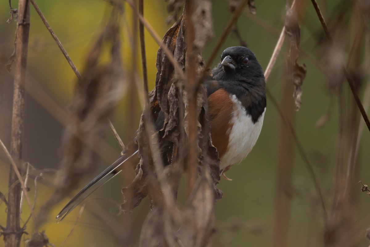 pipilo rudooký (ssp. erythrophthalmus/canaster) - ML183522541