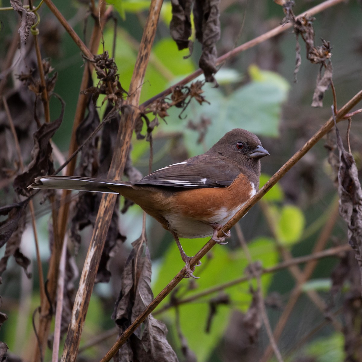 Eastern Towhee (Red-eyed) - ML183522621