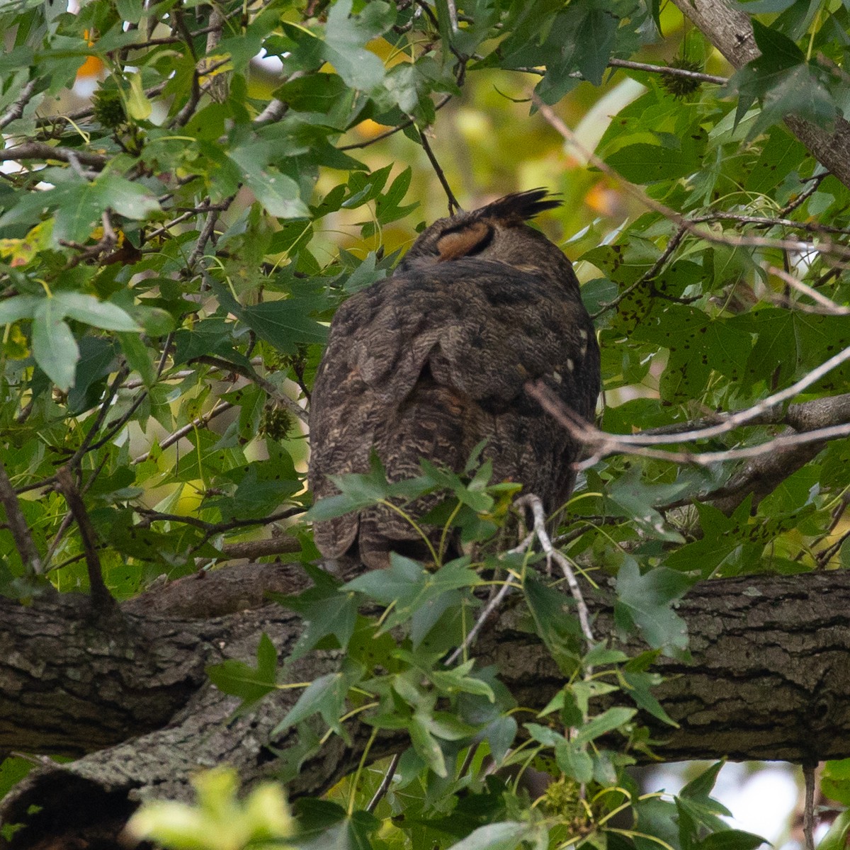 Great Horned Owl - ML183522771