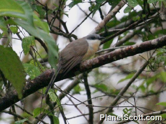 Dark-billed Cuckoo - ML183522801