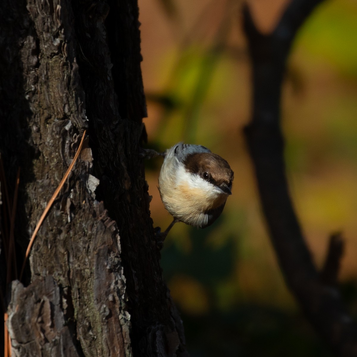 Brown-headed Nuthatch - ML183522841