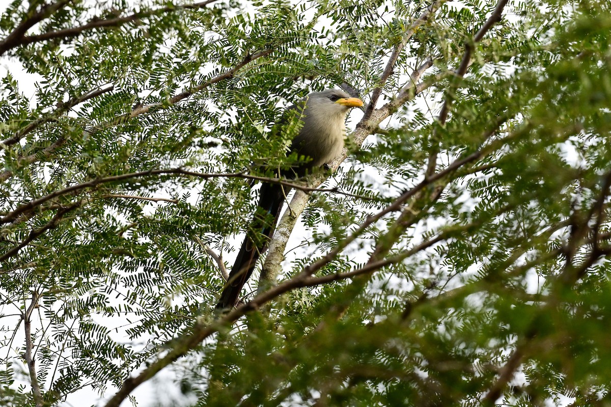 Green Malkoha - ML183523331