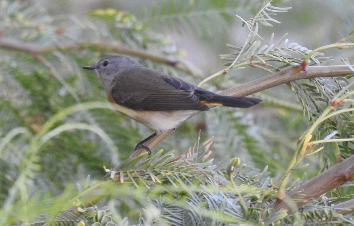 American Redstart - Judith Ellyson