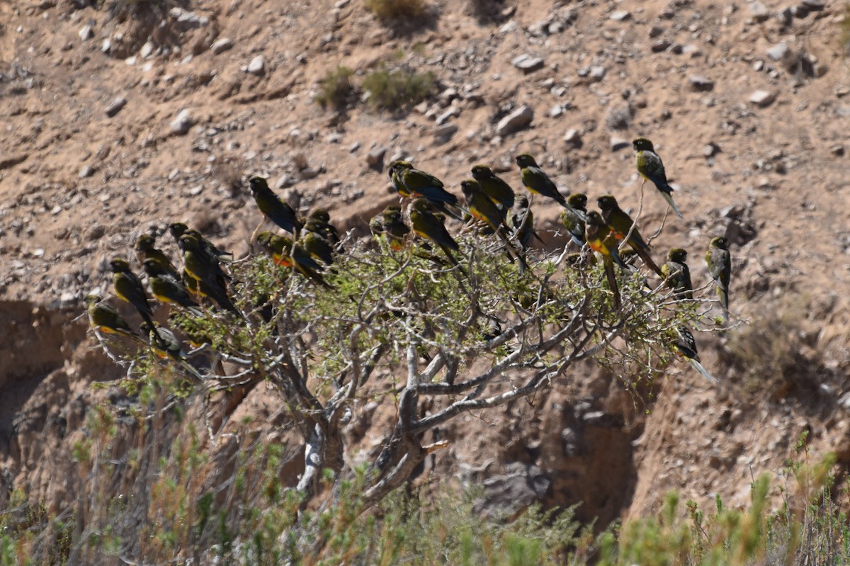 Patagonya Papağanı - ML183524861