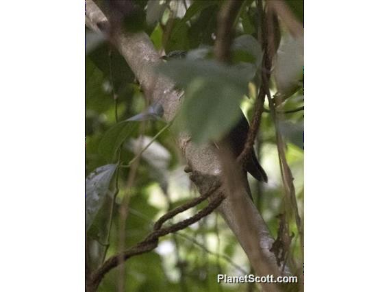 Dusky Long-tailed Cuckoo - ML183524951