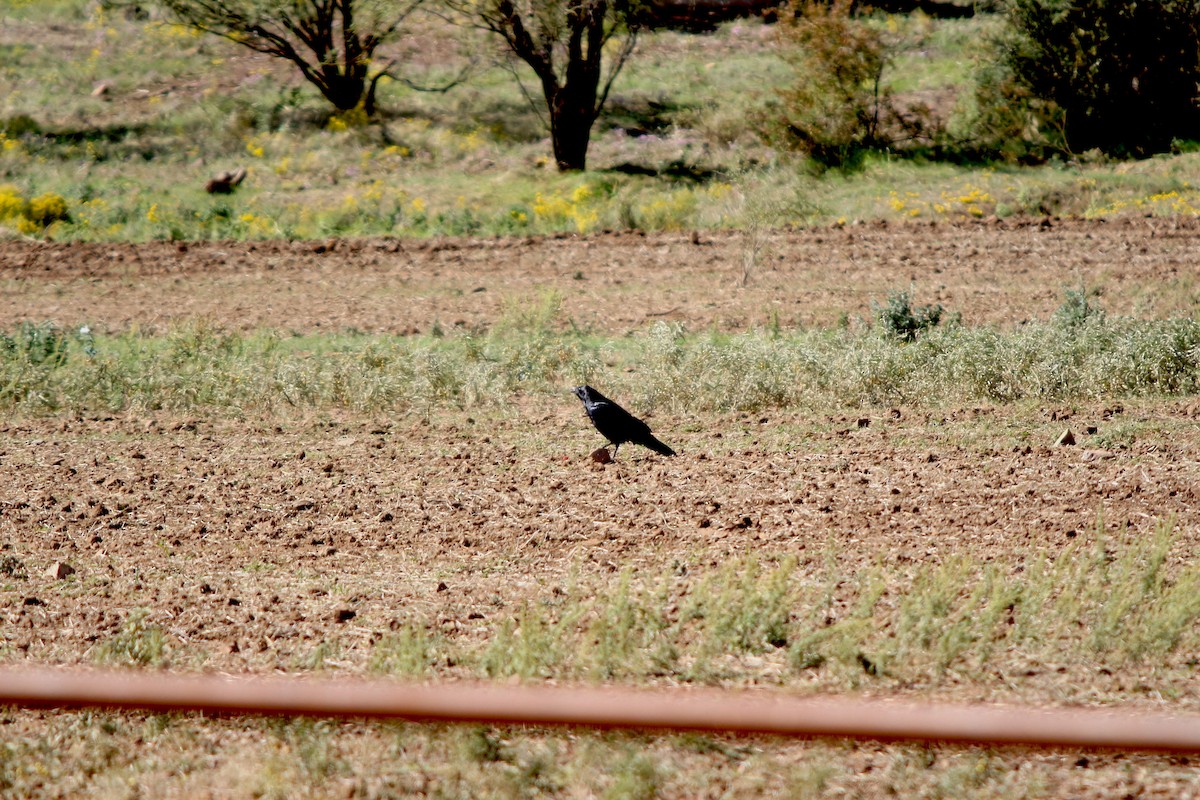 Common Raven - ML183525061