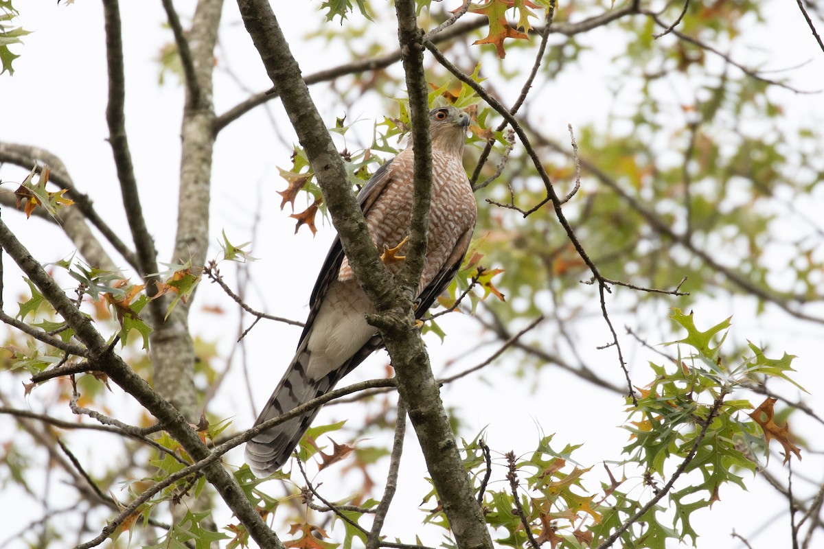 Cooper's Hawk - ML183525341