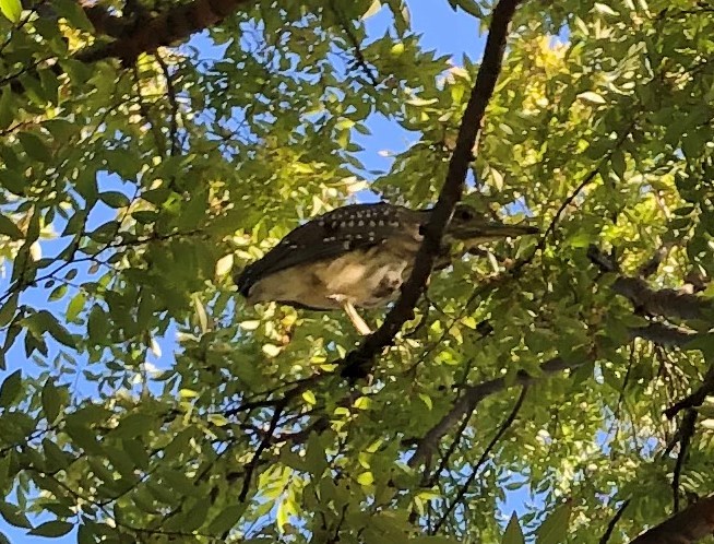 Black-crowned Night Heron - ML183525901