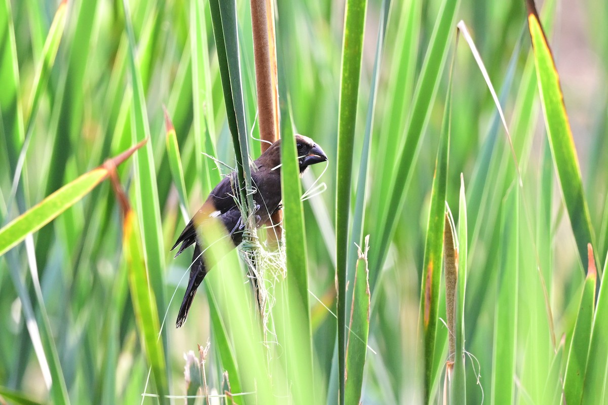 Grosbeak Weaver - Michael Hyman