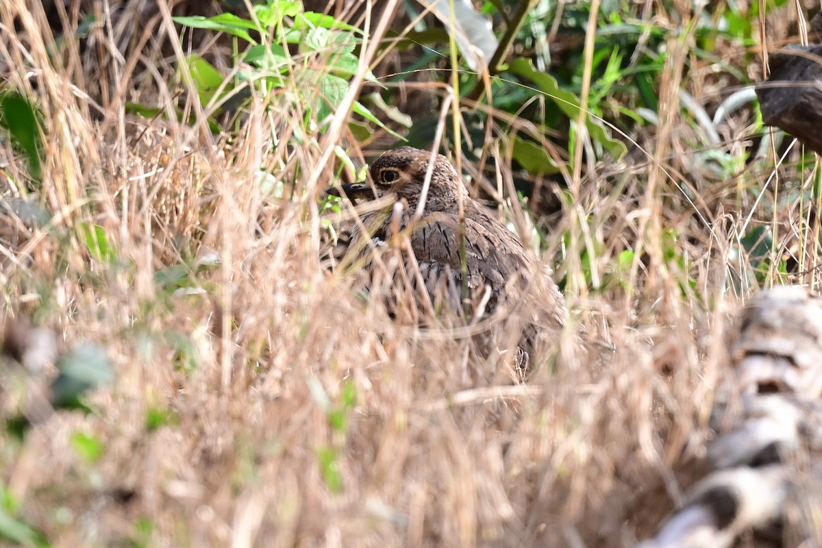 Water Thick-knee - Michael Hyman