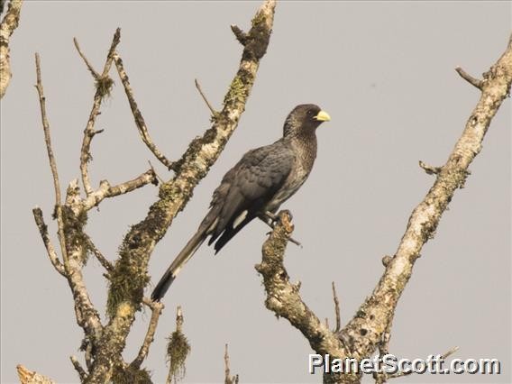 Turaco Gris Oriental - ML183526841