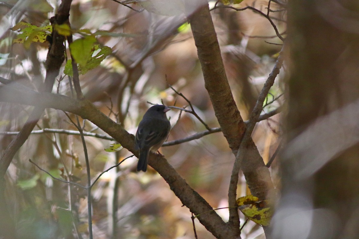 Dark-eyed Junco - ML183528111