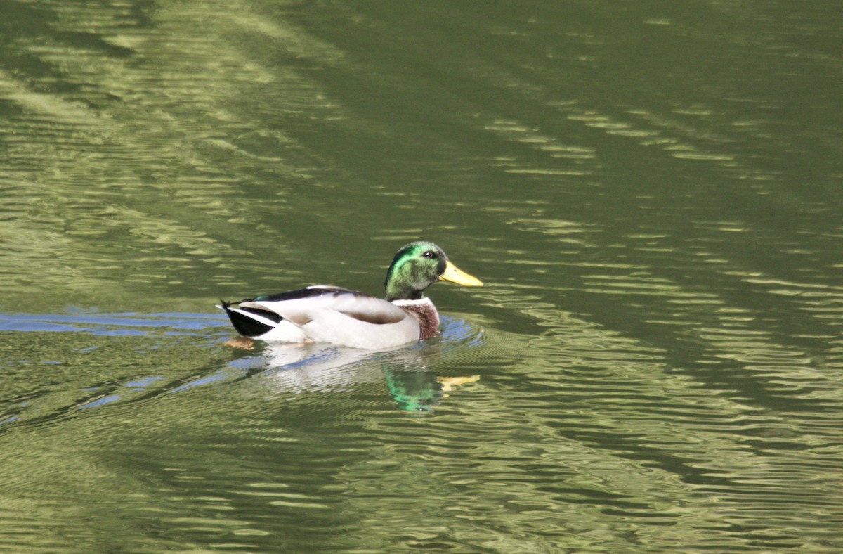 Canard colvert - ML183529491