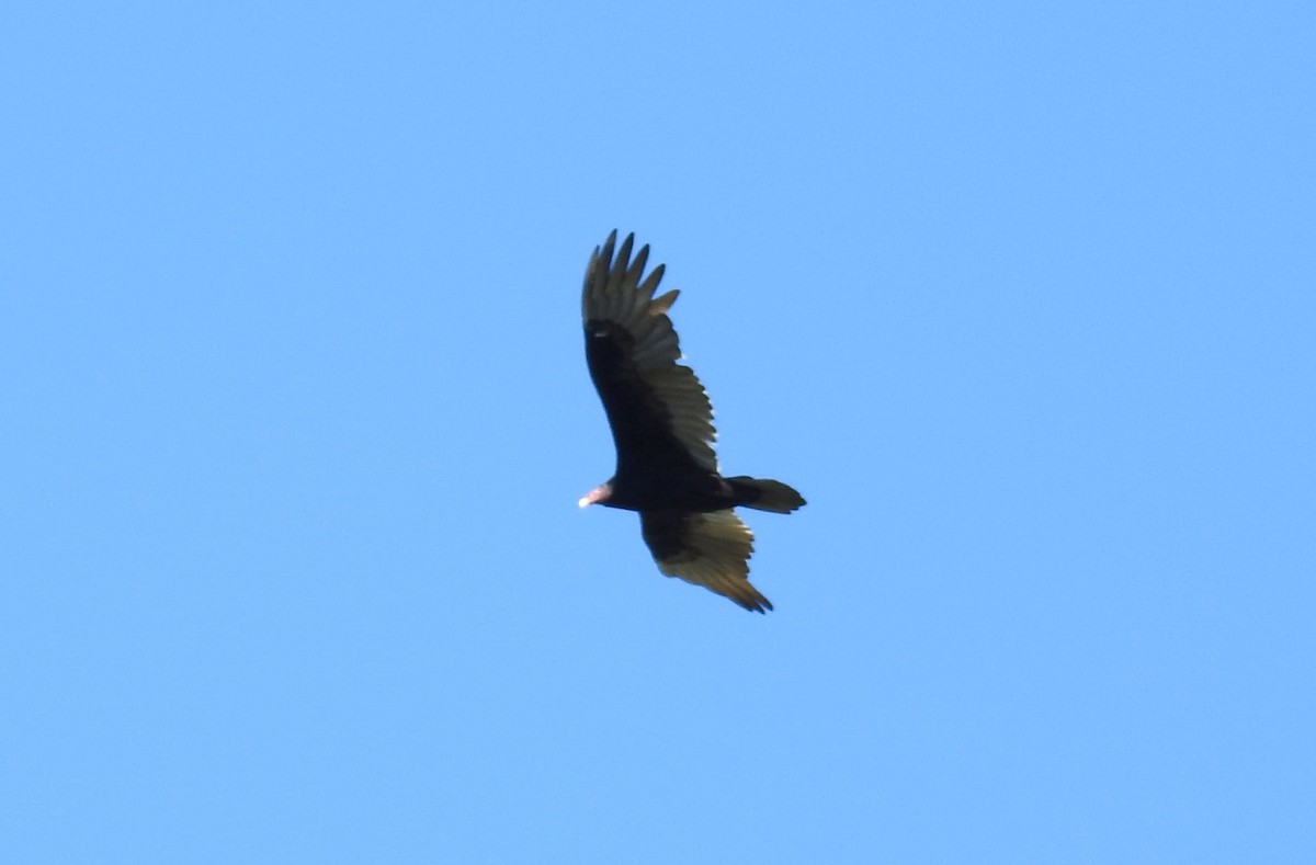 Turkey Vulture - ML183530471