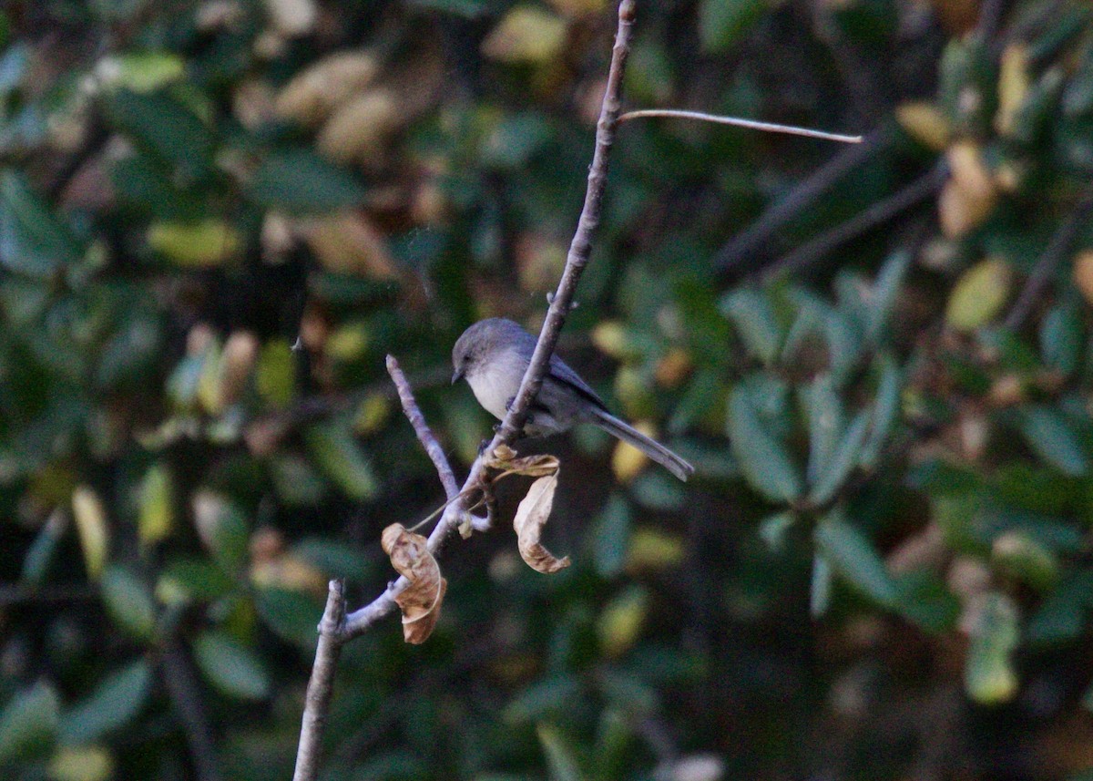 Bushtit - ML183533191