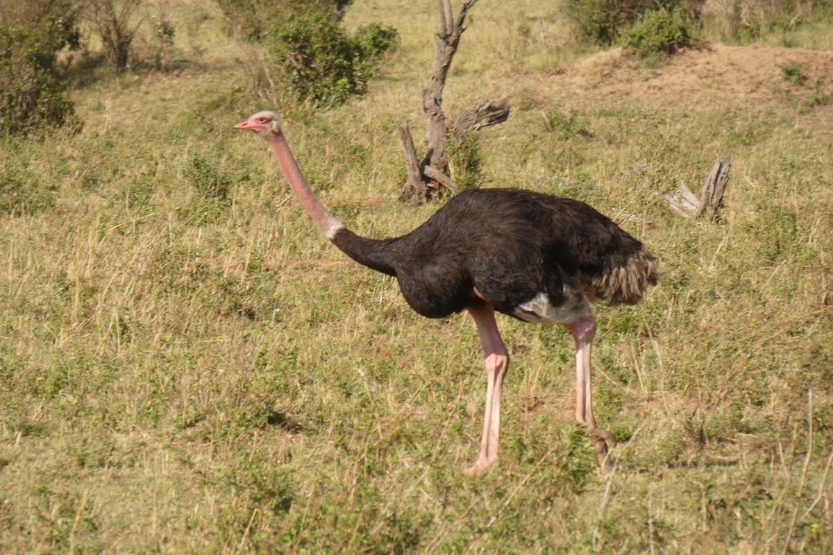 Common Ostrich - Gary Wood