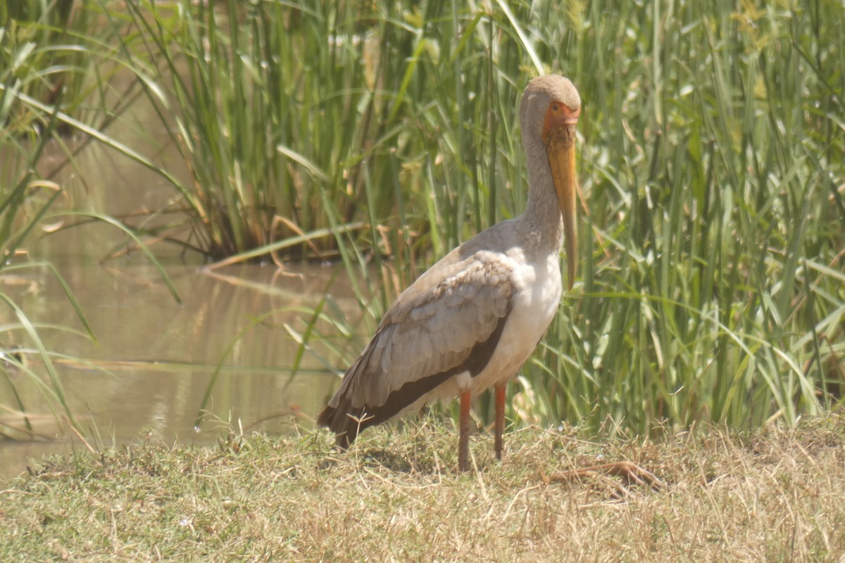 Yellow-billed Stork - ML183533621