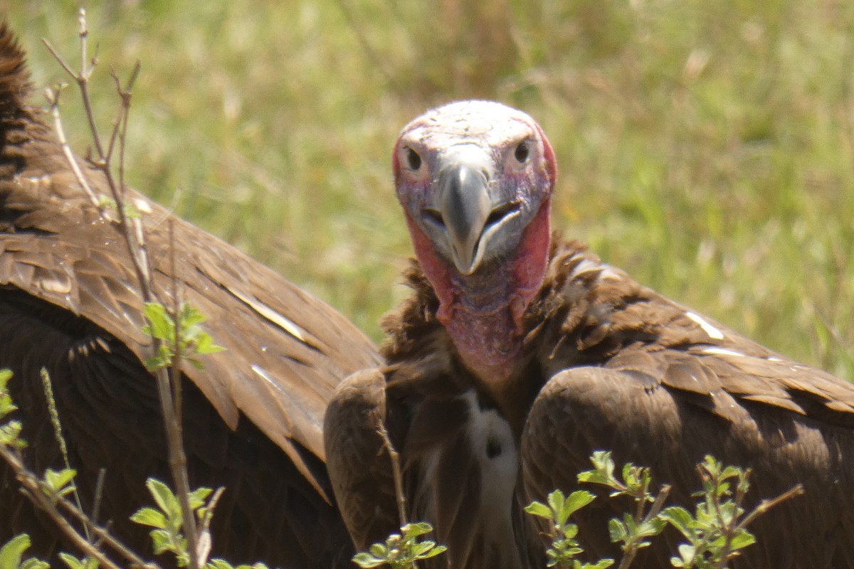 Lappet-faced Vulture - ML183533721