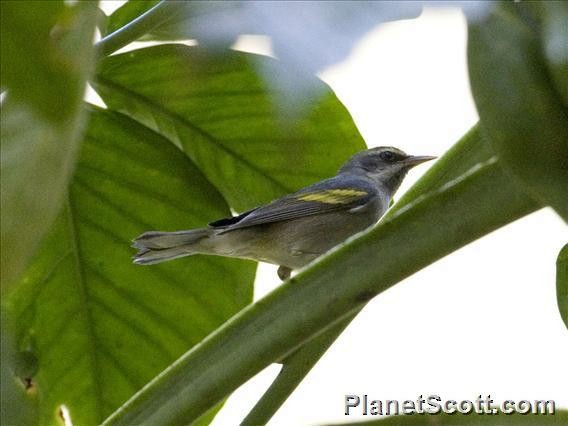 Golden-winged Warbler - ML183534001