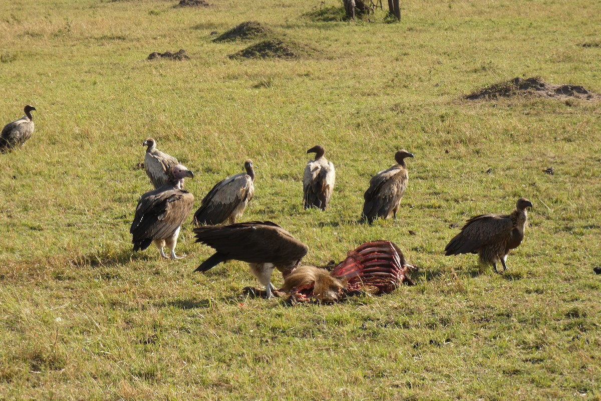 White-backed Vulture - ML183534051