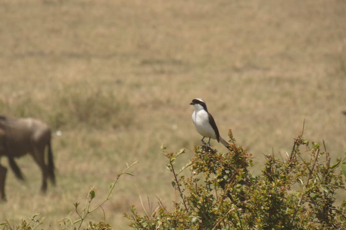 Gray-backed Fiscal - ML183534131