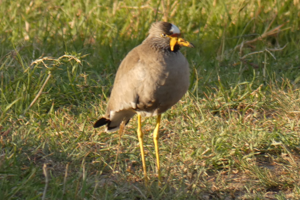 Wattled Lapwing - ML183534931